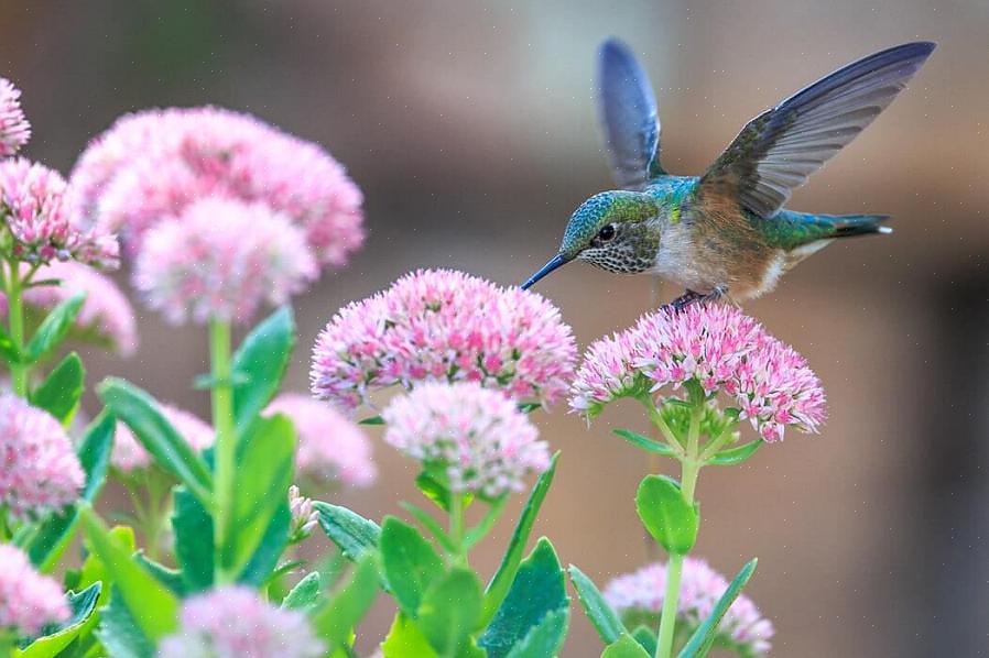 Det kan være lettere at tilføje kolibrier til din livsliste