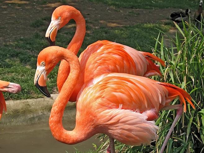 Europæiske flamingoer kan findes i store