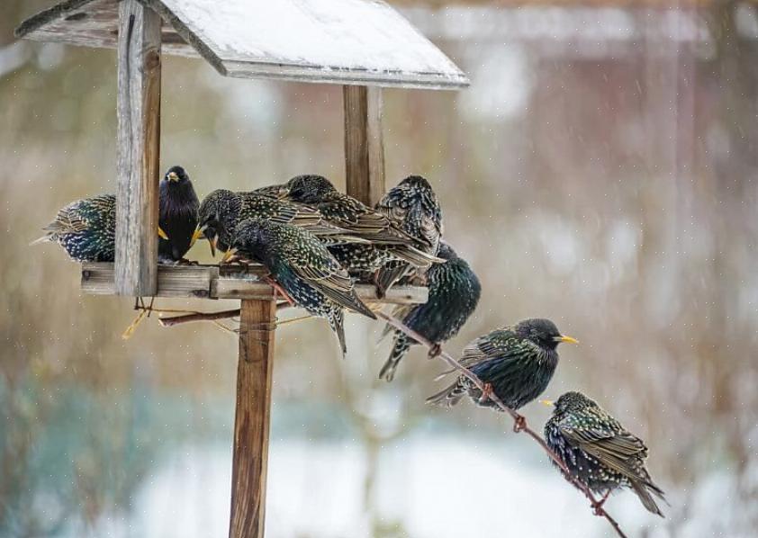 Starlings vil prøve en bred vifte af naturlige fødevarer