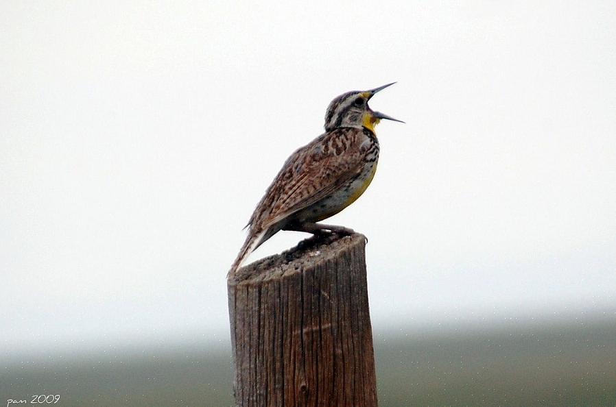 I forskellige miljøer lærer fugle endda at efterligne andre fuglearter eller lyde