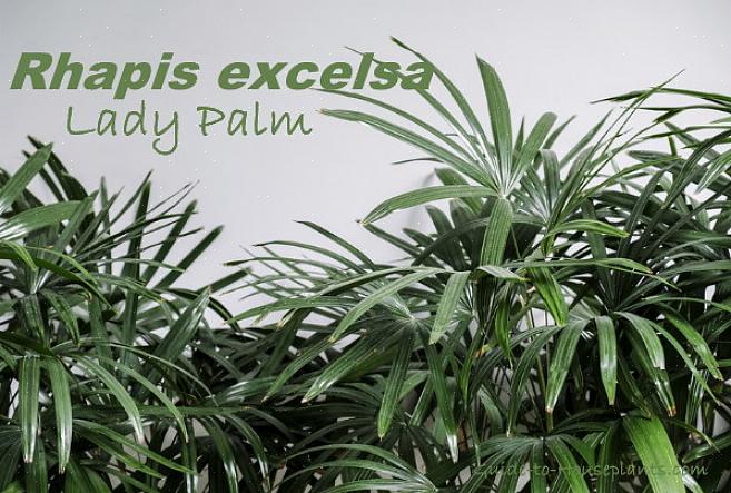 Denne populære Rhapis-palme vokser til ca