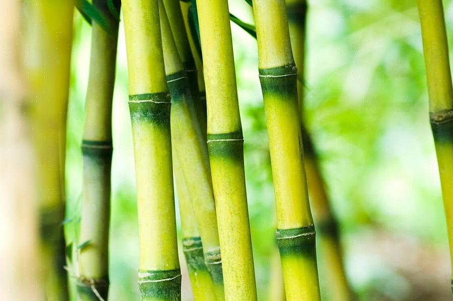At mens bambus generelt er en hurtigtvoksende plante